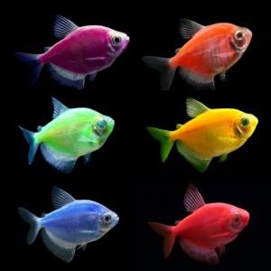 rainbow tetra